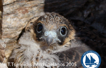 Wildlife Library_Birds