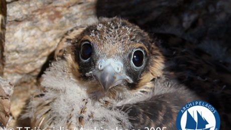 Wildlife Library_Birds