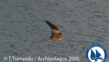 Wildlife Library_Birds