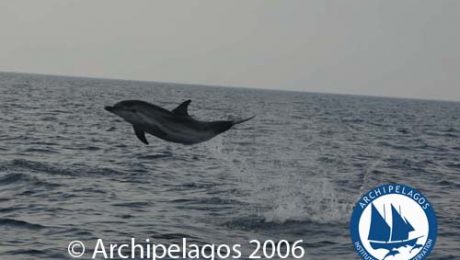 Wildlife Library_Marine Mammals