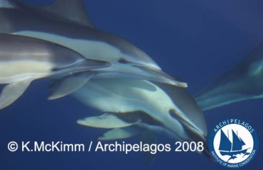 Common Dolphin (Delphinus delphis)