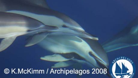 Common Dolphin (Delphinus delphis)