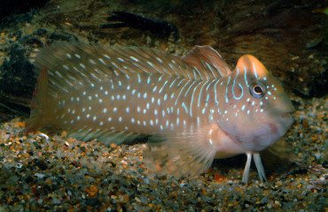 Salaria_pavo_DSCF9189