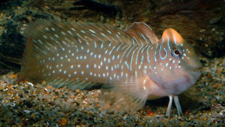 Salaria_pavo_DSCF9189