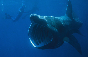 Basking_Shark