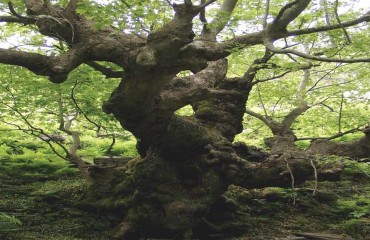 slider-xersaia-prostasia-1