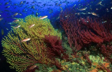 slider-koraliogenoi-2