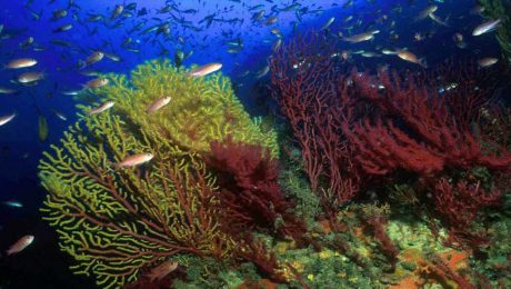 slider-koraliogenoi-2