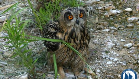 Wildlife Library_Birds
