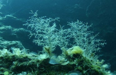 paraktia-oikosysthmata-3