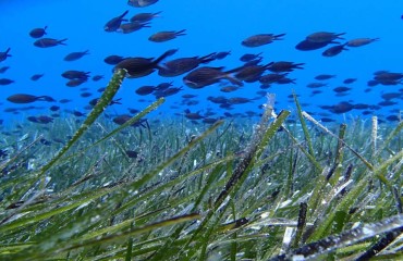 slider-for-posidonia-1