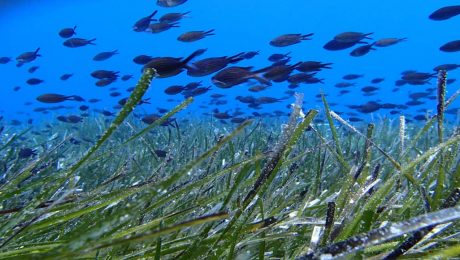 slider-for-posidonia-1