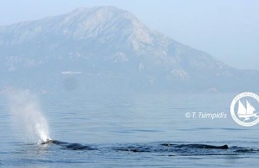 10592785_10152326773430878_4895695263395987866_n