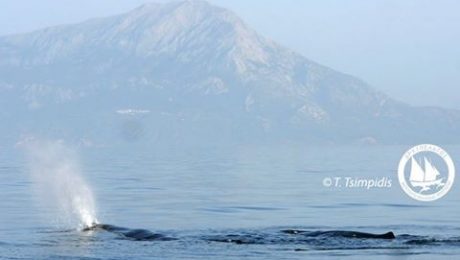 10592785_10152326773430878_4895695263395987866_n