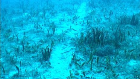 news.EN_.5.8.2004_dead-posidonia