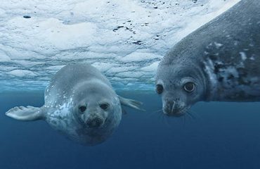 oceans-2010-ντοκιμαντέρ