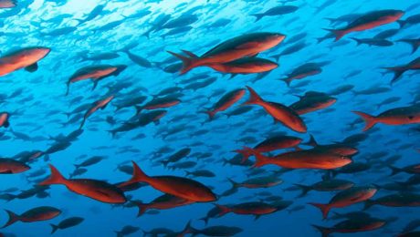 redfish-afs-background