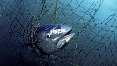 Southern bluefin tuna (Thunnus maccoyii); South Australia, Australia