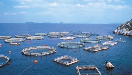 Aquaculture