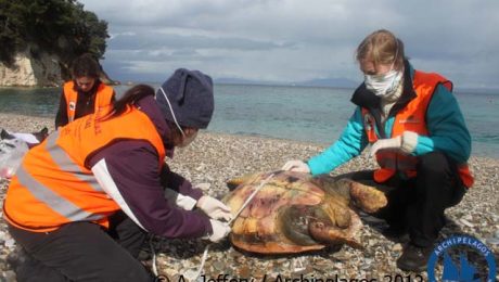 Turtle-stranding_A.Jeffery_SAM_2012_1resized