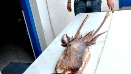 Calamari_T.Tsimpidis_SAM_2012_1