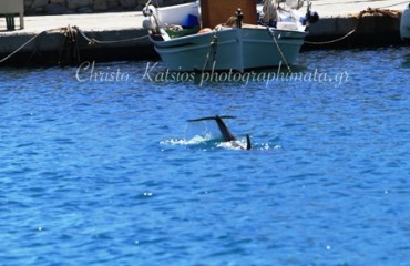 Dolphin-Mikonos-2