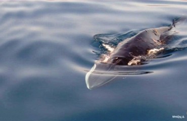 Fin-Whale_5