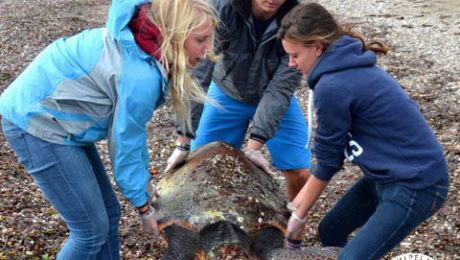 strandedturtle-samos-Dec12-web
