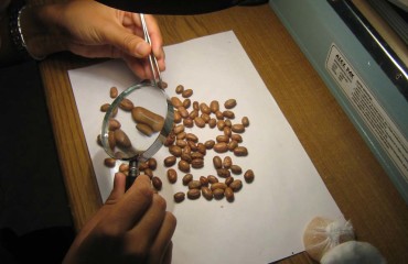 Archipelagos Seedbank