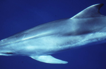 thalasia-thylastika-k-xelones-slider-1