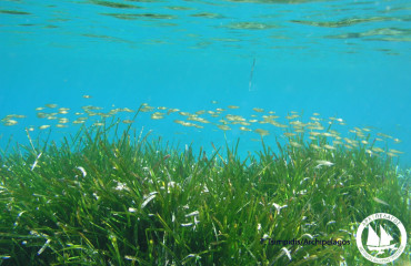 Posidonia