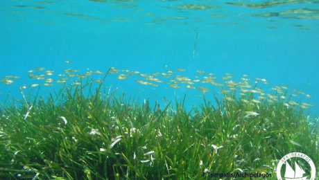 Posidonia