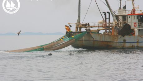 commonDolphinTrawler