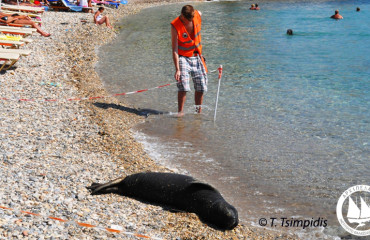 fokia_monitoring_logo