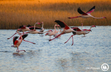 Greater flamingo “Phoenicopterus roseus” Greater flamingo Phoenicopterus roseus