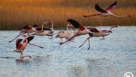 Greater flamingo “Phoenicopterus roseus” Greater flamingo Phoenicopterus roseus