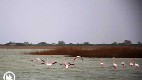 flamingos