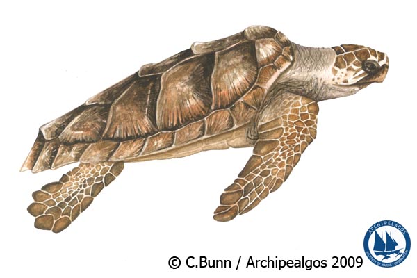 Illustration of Caretta caretta
