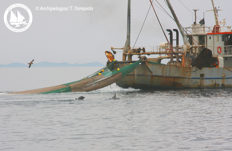 commonDolphinTrawler