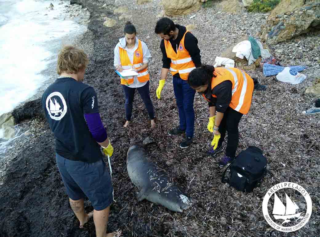 Θανατωμένη φώκια από έκρηξη δυναμίτη, σε κοντινή περιοχή πριν λίγους μήνες