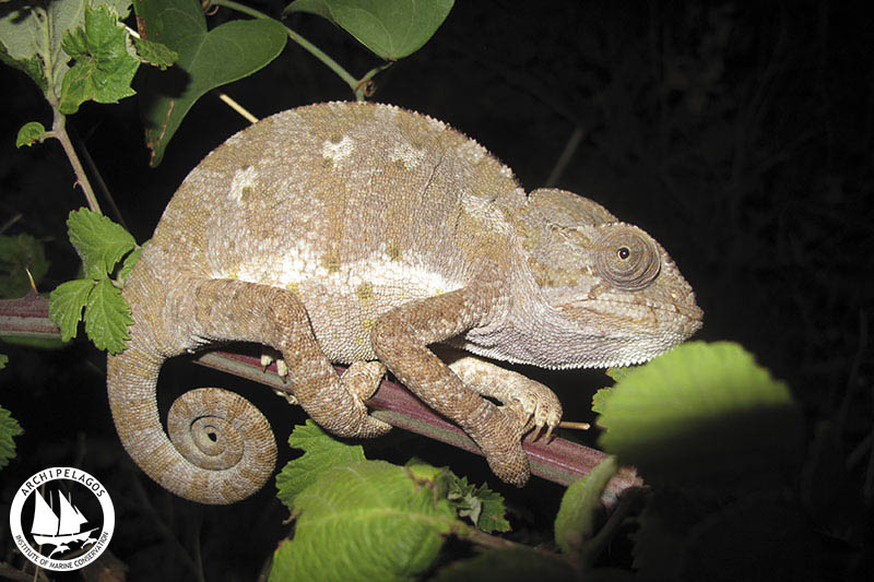 chameleons (3)