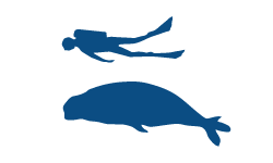 Mediterranean Monk Seal (1)