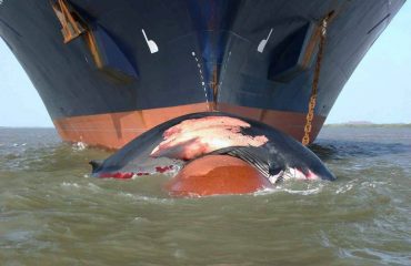 13690773_10153788866405878_6619816846754093955_n