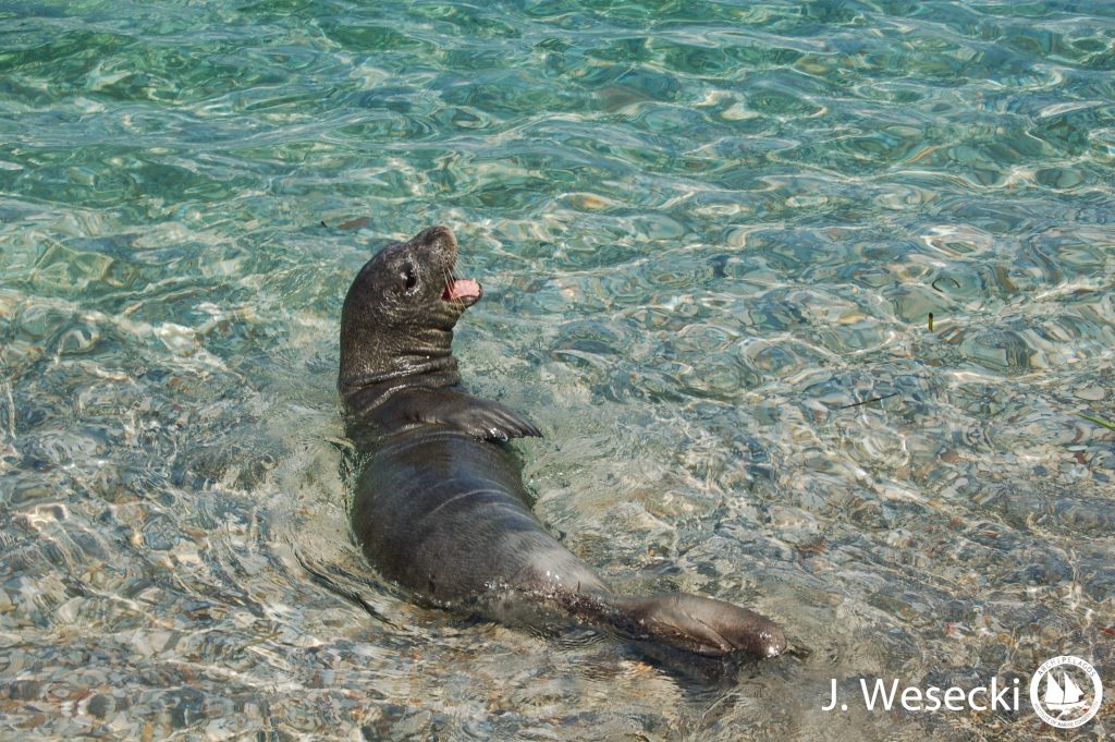 13.08.2015_M.monachus_JWesecki_SAM_Roditses (1)-2-2-2