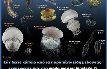 13882093_10153866133180878_3228261754084434360_n