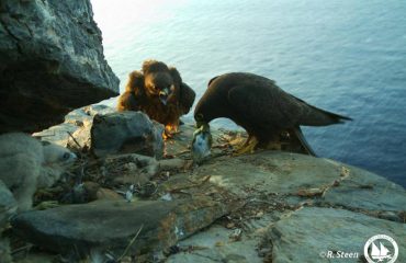 14364692_10153976982330878_8331422154809845701_n