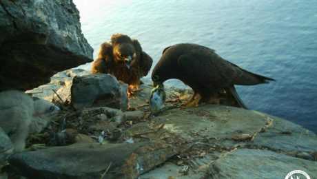 14364692_10153976982330878_8331422154809845701_n