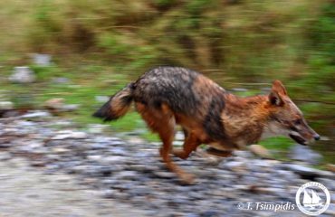 t-tsimpidis-jackal