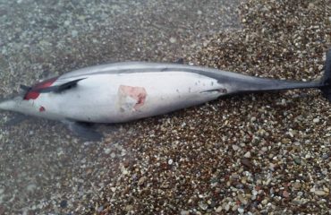 19024465_1483709638352628_1321174686_o