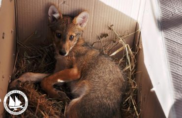 19575346_10154763761430878_8433129179444790776_o